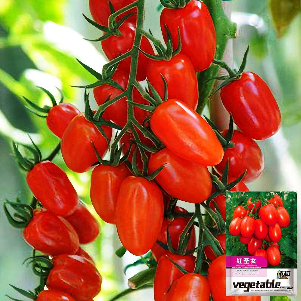 5 Bags 200 Fresh Seeds Bag Of Red Saint Cherry Tomatoes