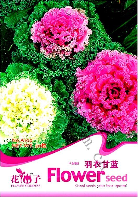 50 Fresh Seeds  Brassica Oleracea Red White Ornamental Kale Mixed Fresh Seeds