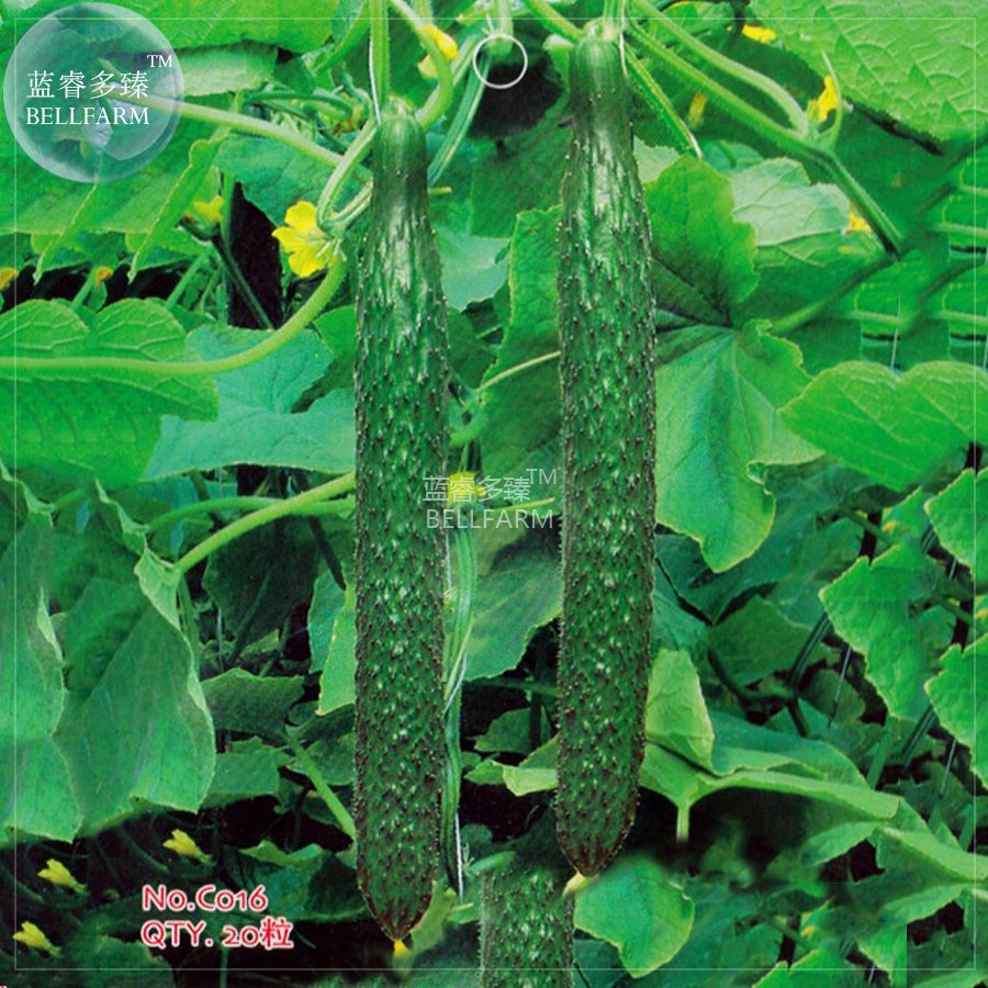 20 Fresh Seeds Cucumber Dark Green Crisp Barbed Vegetable