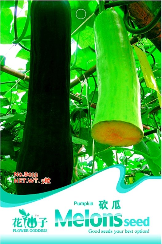 8 Fresh Seeds New Varietal China Pumpkin Fresh Seeds With Large Plant Conglutinin Herb Vegetables