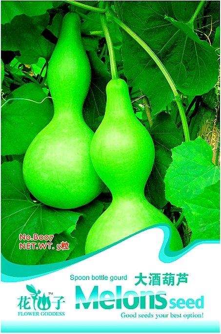 5 Fresh Seeds Lagenaria Siceraria Big Wine Spoon Bottle Gourd