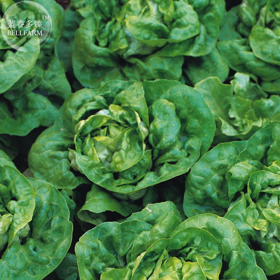 Buttercrunch Lettuce 200 Fresh Seeds Vegetables