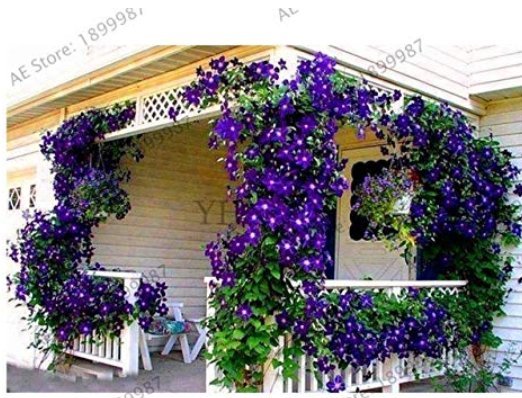 100 Clematis Plants Real Rare Clematis Plant Outdoor Plant Natural Growth Bonsai