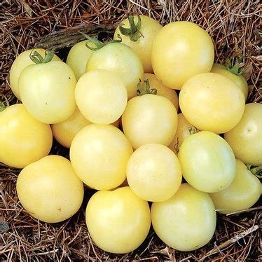 100 Fresh Seeds White Tomato Fruits