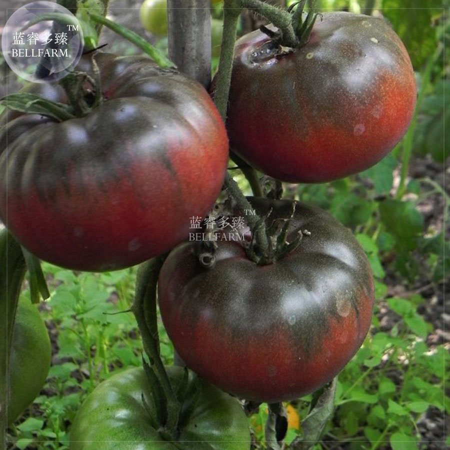 100 Fresh Seeds Tomato Giant Vegetable Fruits Type 25