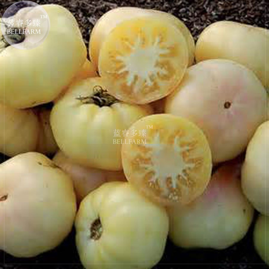 100 Fresh Seeds Tomato Giant Vegetable Fruits Type 29