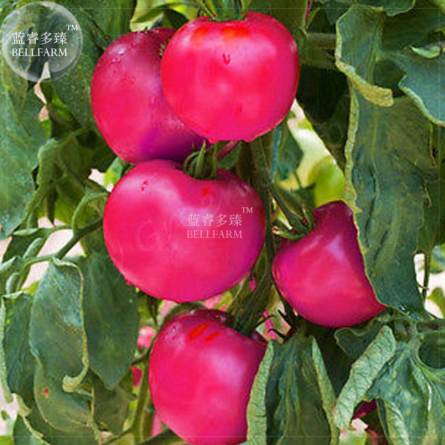 100 Fresh Seeds Tomato Giant Vegetable Fruits Type 33