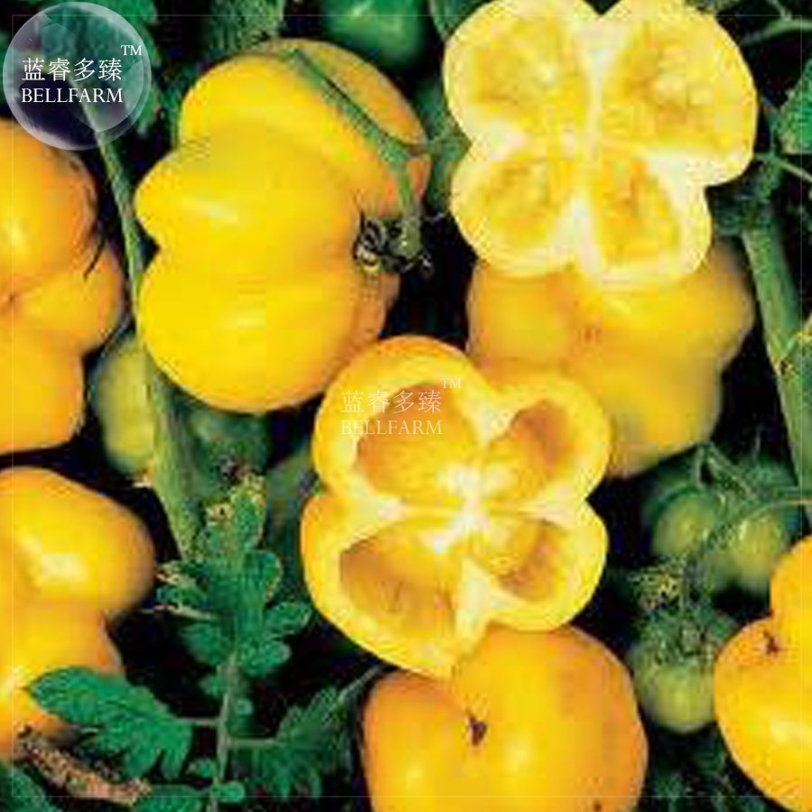 100 Fresh Seeds Tomato Giant Vegetable Fruits Type 35