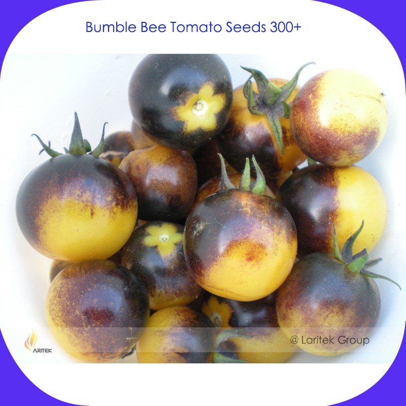 300 Fresh Seeds Rare Bumble Bee Tomato