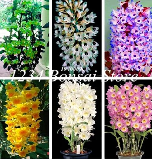 100 Indoor Balcony Office Rare Orchid Seed Tree Plants Dendrobium Orchids Potted Flowers