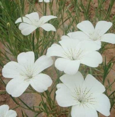 100 Lot Agrostemma Githago Flower Color 2