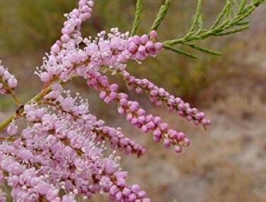 50 Tamarix ramosissima Plant Fresh Seeds