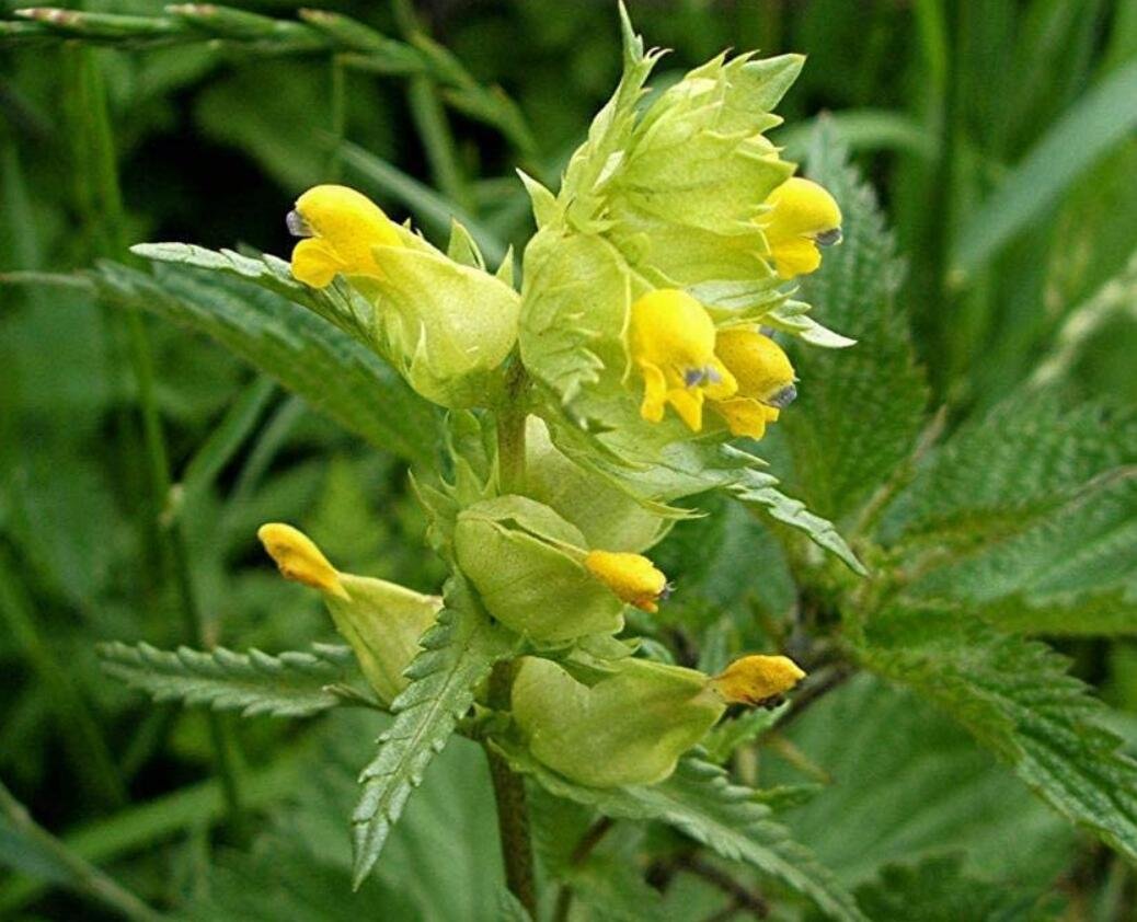 25 Yellow Rattle Rhinanthus Minor Plant Fresh Seeds