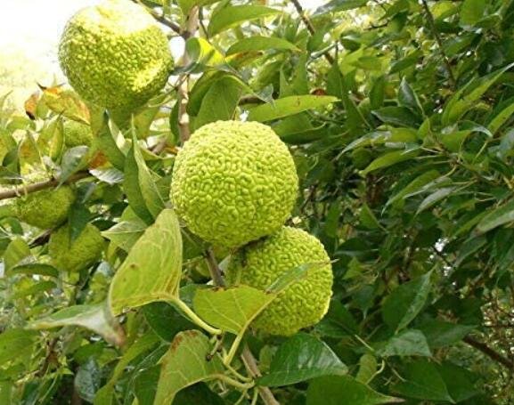 200 Fresh Seeds Osage Orange Tree Fresh Seeds Bois Arc Tree