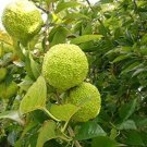 200 Fresh Seeds Osage Orange Tree Fresh Seeds Bois Arc Tree