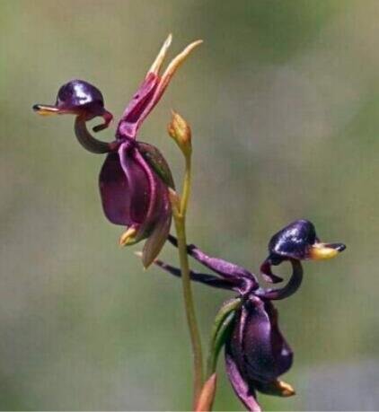 200 Flying Duck Orchid Fresh Seeds