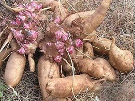 100 Annual Yacon Vegetable Fresh Seeds