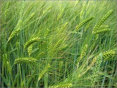 50 Barley Fresh Seeds