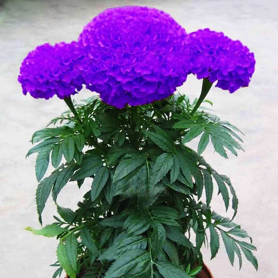 Purplish Blue Marigold Perennial Flower 100 Fresh Seeds