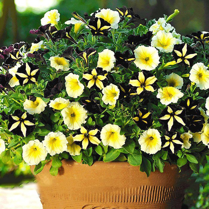 Rare Phantom Petunia Flower Fresh Seeds 100