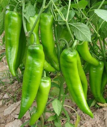 30 Pepper Seeds 'Cow-horn' Large Long Cayenne Pepper Vegetable Fresh Seeds
