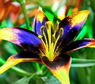 1 Lily Bulbs Perfume Lily Dark Yellow Purple Lily Flower Plant Mixing Colors