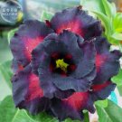 Rare Black Charming Double Adenium Desert Rose Fresh Seeds 2 Fresh Seeds Black Petals With Red Spot