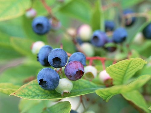 5 S 15 Fresh Seeds Bonsai Blueberry Blue Berry Fresh Fresh Seeds