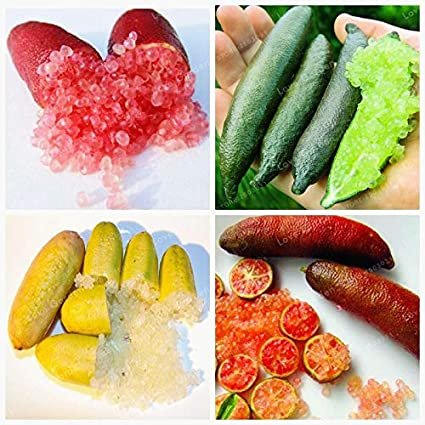 Kasuki 20 Novel Finger Limes Citrus Pomegranate Bonsai Sweet Fruit Mix