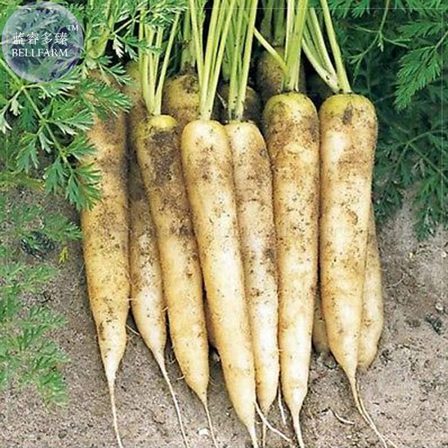 15 Fresh Seeds Carrot White Lunar Carrot Organic Heirloom Vegetable