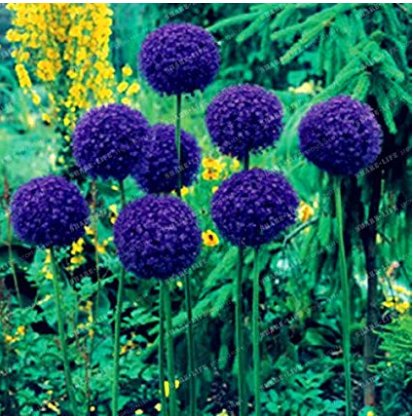 100 Fresh Seeds Giant Onion Fresh Seeds Allium Giganteum Flower Seed Flower Plant