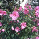 20 Fresh Seeds Perennial Rosemallow Mixed Hibiscus Flowers Quietly Brilliant Flowers