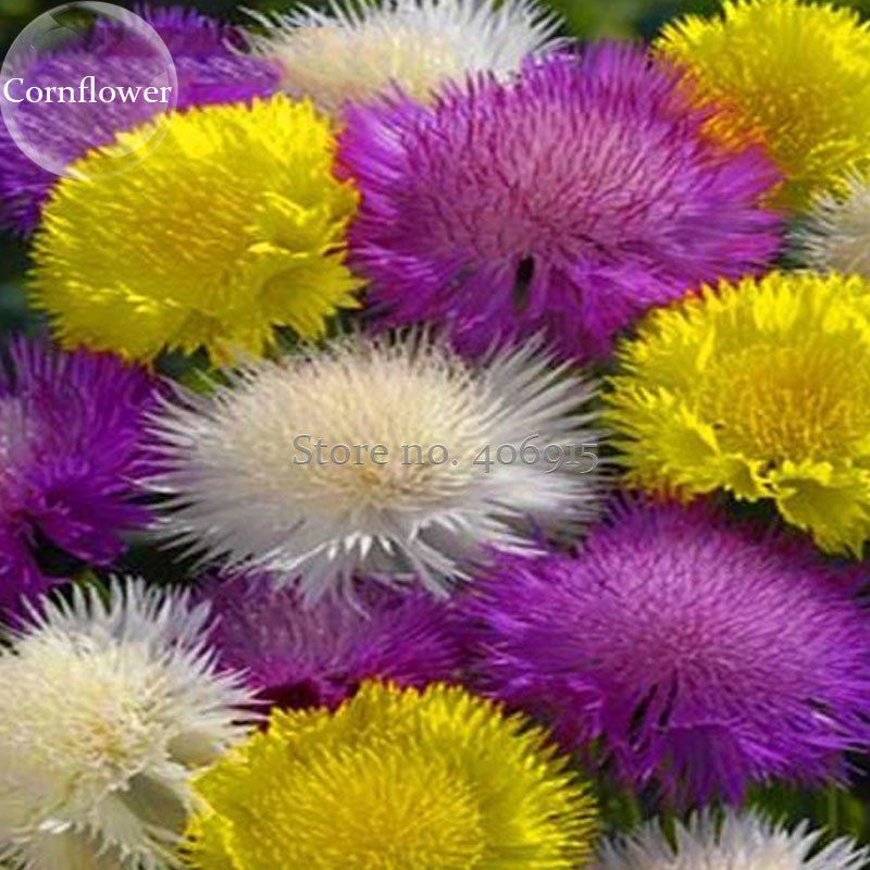 50 Mixed Fresh Seeds Rare Beautiful Colorful Cornflower Flowers