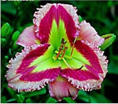 100 Hybrid Daylily Flowers Fresh Seeds Light Pink Rose Red Green Triple Double Flowers