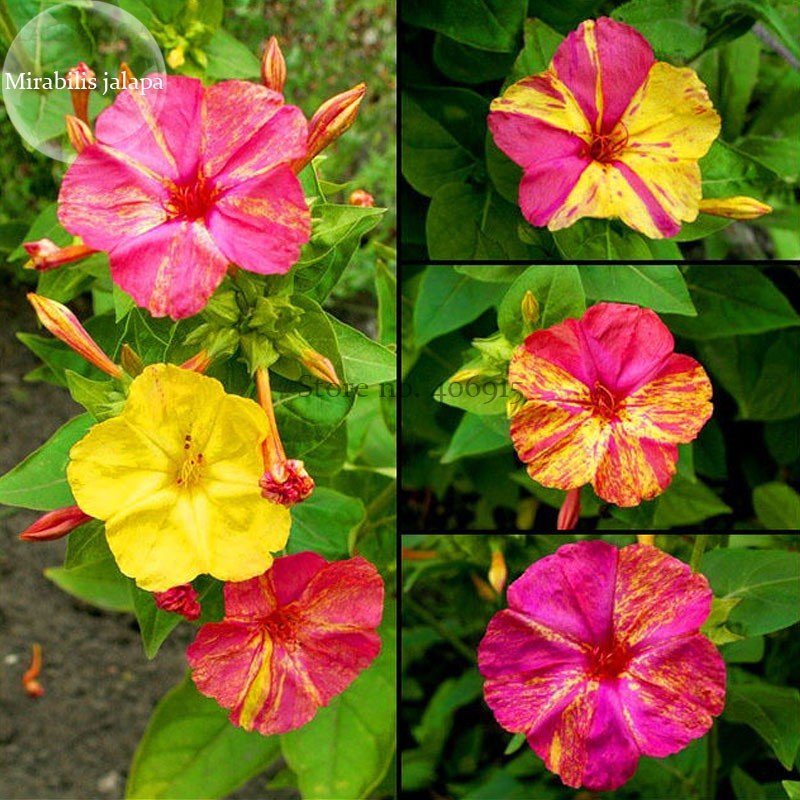 Mix Four Oclock Marvel Of Peru Flowers 20 Fresh Seeds Mirabilis Jalapa Ornamental Flowers