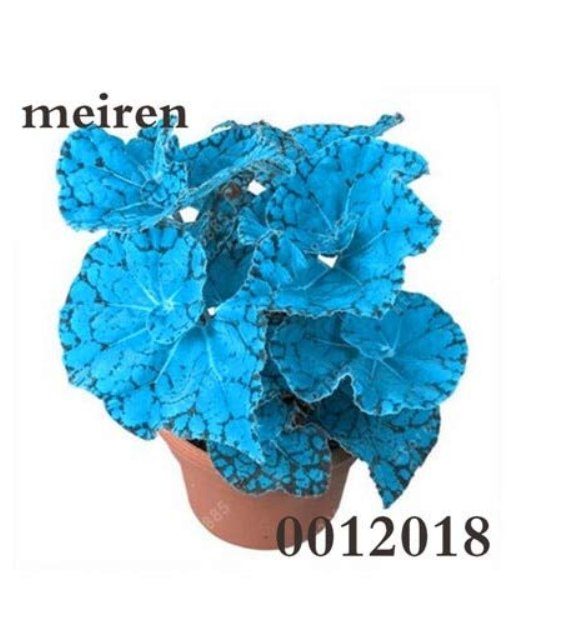 200 Begonia Flower Seed Flowers Potted Bseed Courtyard Balcony Coleus