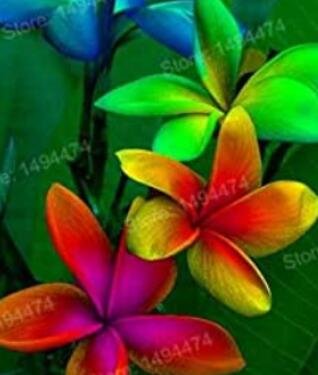 100 Mixed Color Frangipani Flowers Plumeria Rubra Flower Plants Romantic