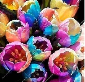 100 Tulips Fresh Seeds Colorful Flowers