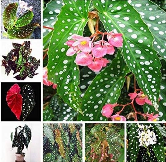 100 Mixed Begonia Flowers Fresh Seeds