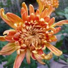 50 Orange Chrysanthemum Flower Fresh Seeds
