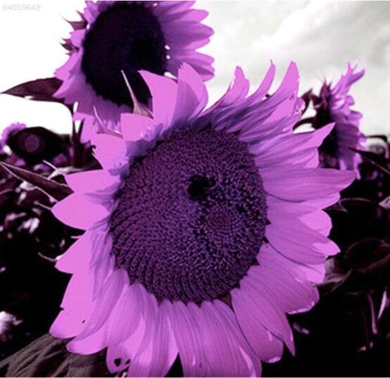 100 Purple Giant Sunflower Helianthus Annuus Fresh Seeds