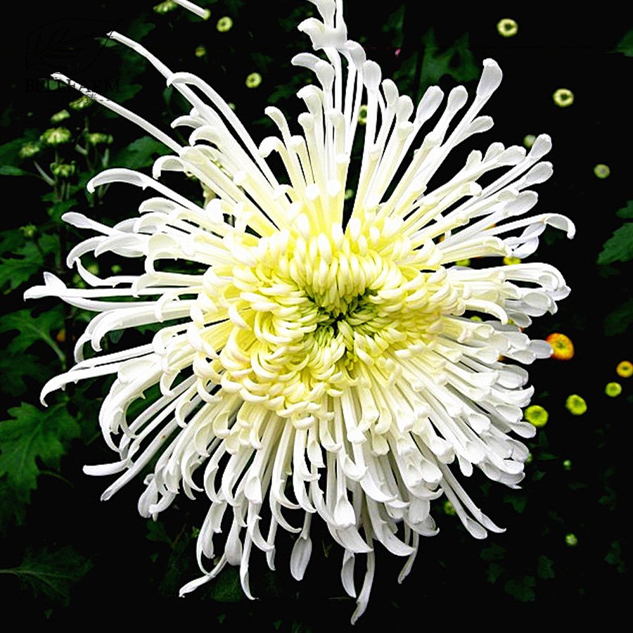 50 White Spider Chrysanthemum Seeds Garden Bonsai Perennial Flower Fresh Seeds