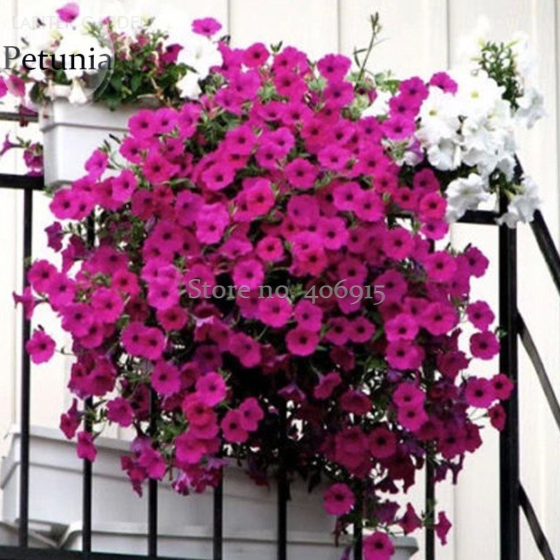 Heirloom Beautiful Rose Red Petunia Bonsai Flowers 100 Fresh Seeds