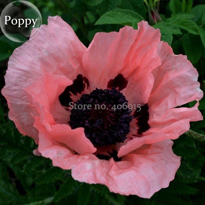 Rare Beautiful Perennial Pink Poppy Flowers With Black Eyes 100 Fresh Seeds