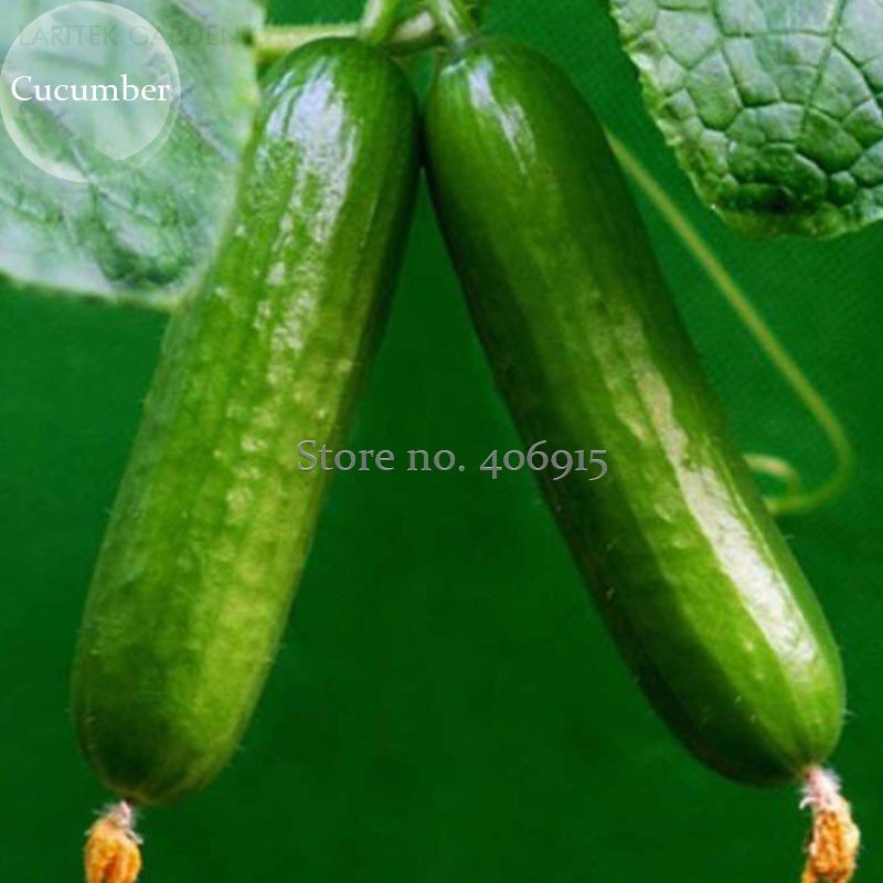 Heirloom Fruits Cucumber Vegetables 20 Fresh Seeds