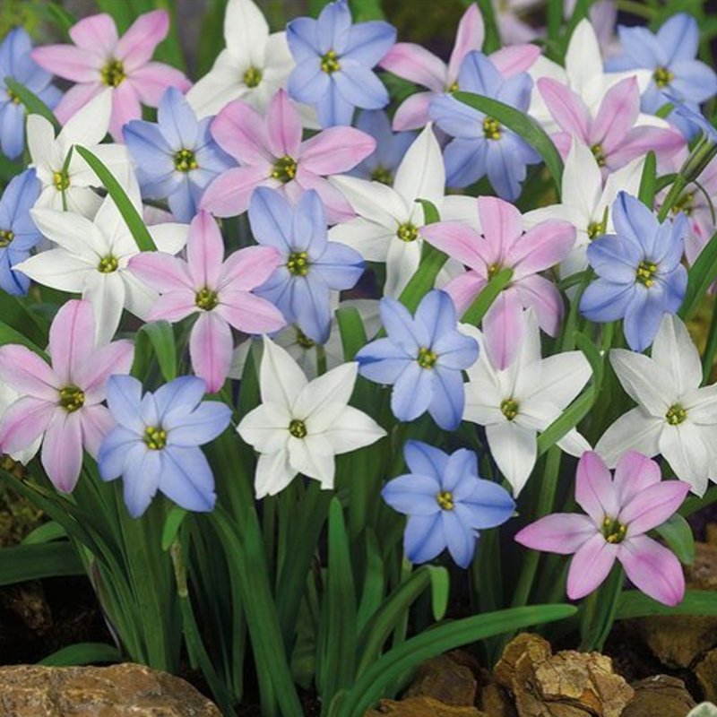 Mix Rain Lily Flowering Bright Colors Vigorous 200 Fresh Seeds