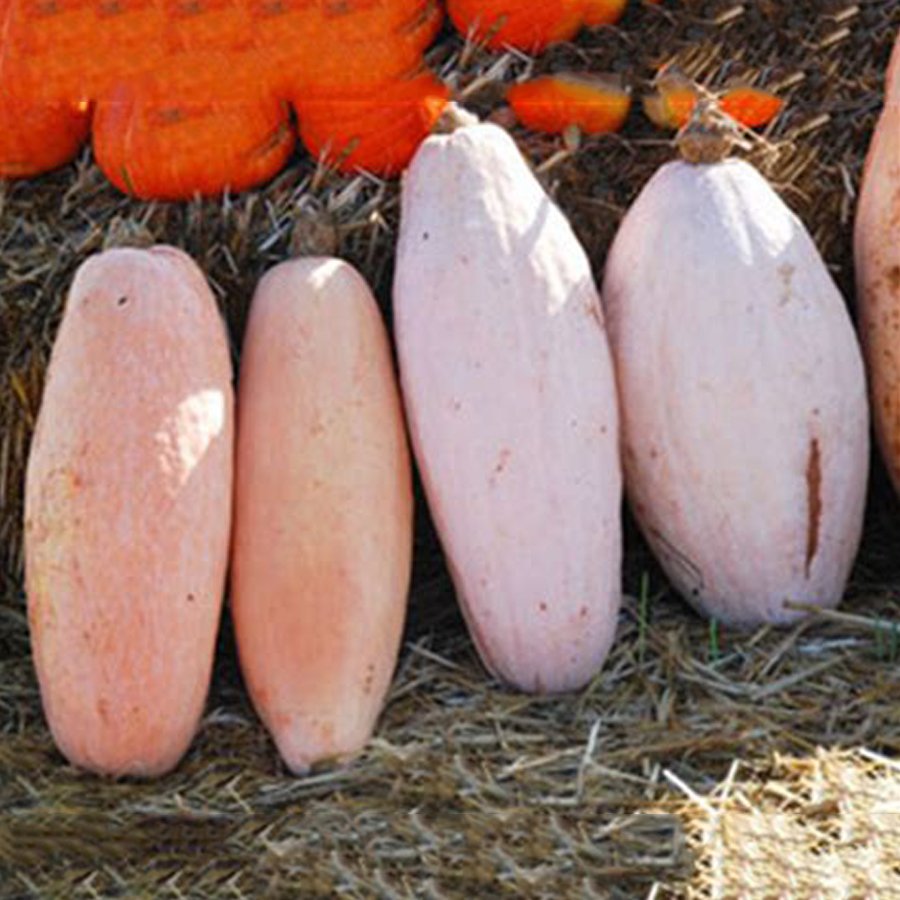 20 Pink Banana Jumbo Pumpkin Fresh Seeds Flesh Fruits Squash Vegetable Fresh Seeds