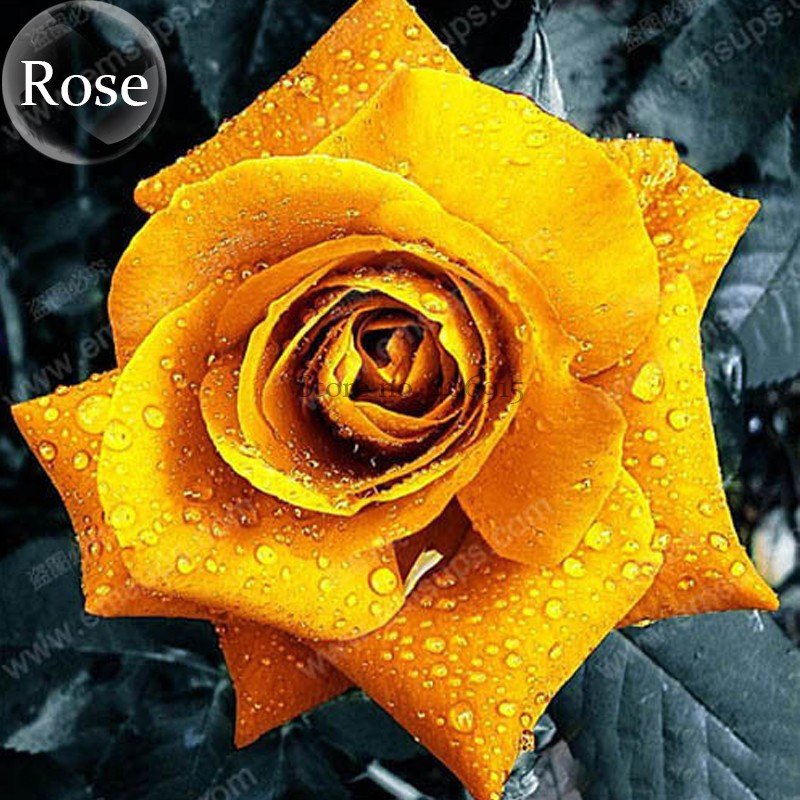 Natural Golden Rose Flower 50 Fresh Seeds