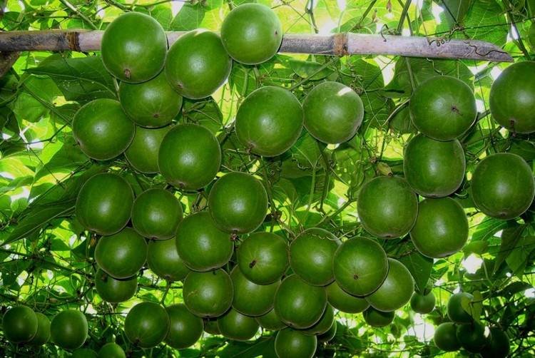 Siraitia Grosvenorii Luo Han Guo Fresh Seeds 10 Fresh Seeds Herbal Monk Fruit