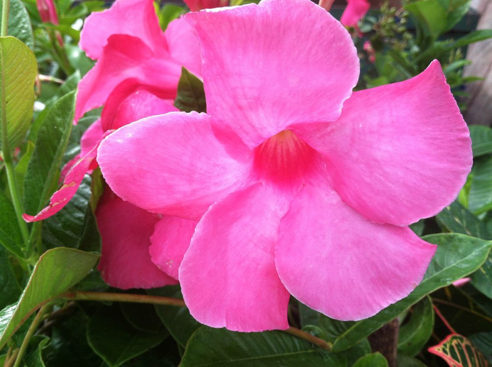 Mandevilla 120 Fresh Seeds Potted Balcony Planting Flowers Flower
